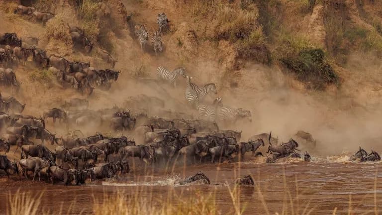 Masai Mara Migration Safari. River Crossings and Wildlife