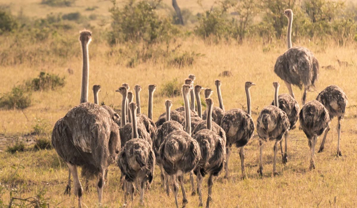 A Guide to Wildlife Safaris in Kenya