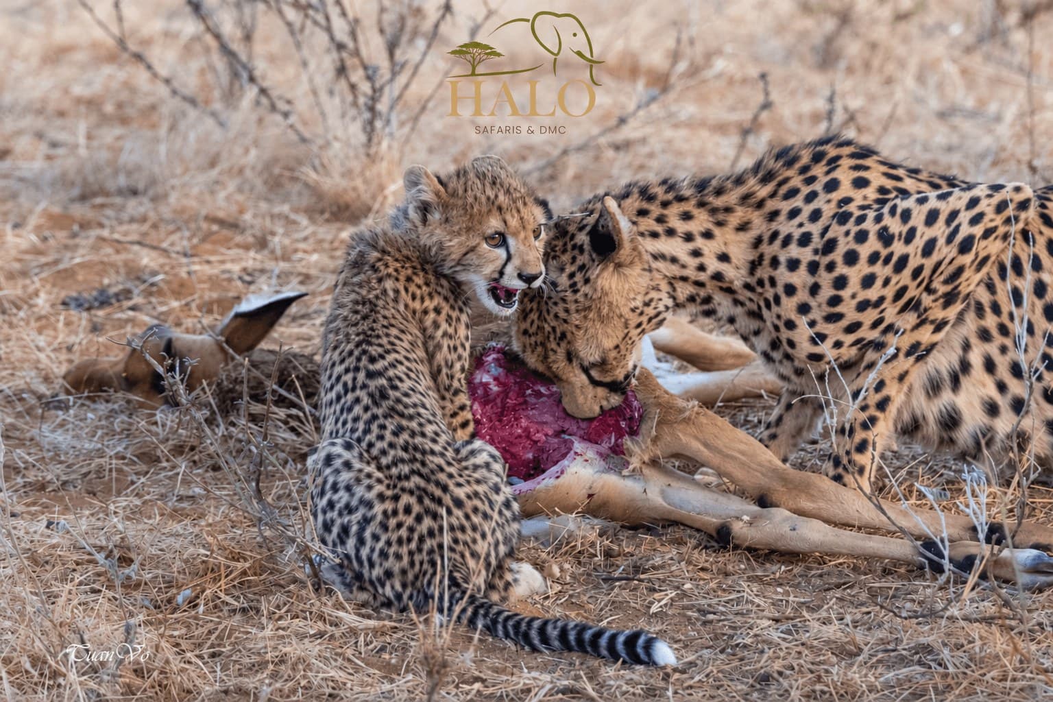 4-Day Maasai Mara and Lake Nakuru Group Joining Safari
