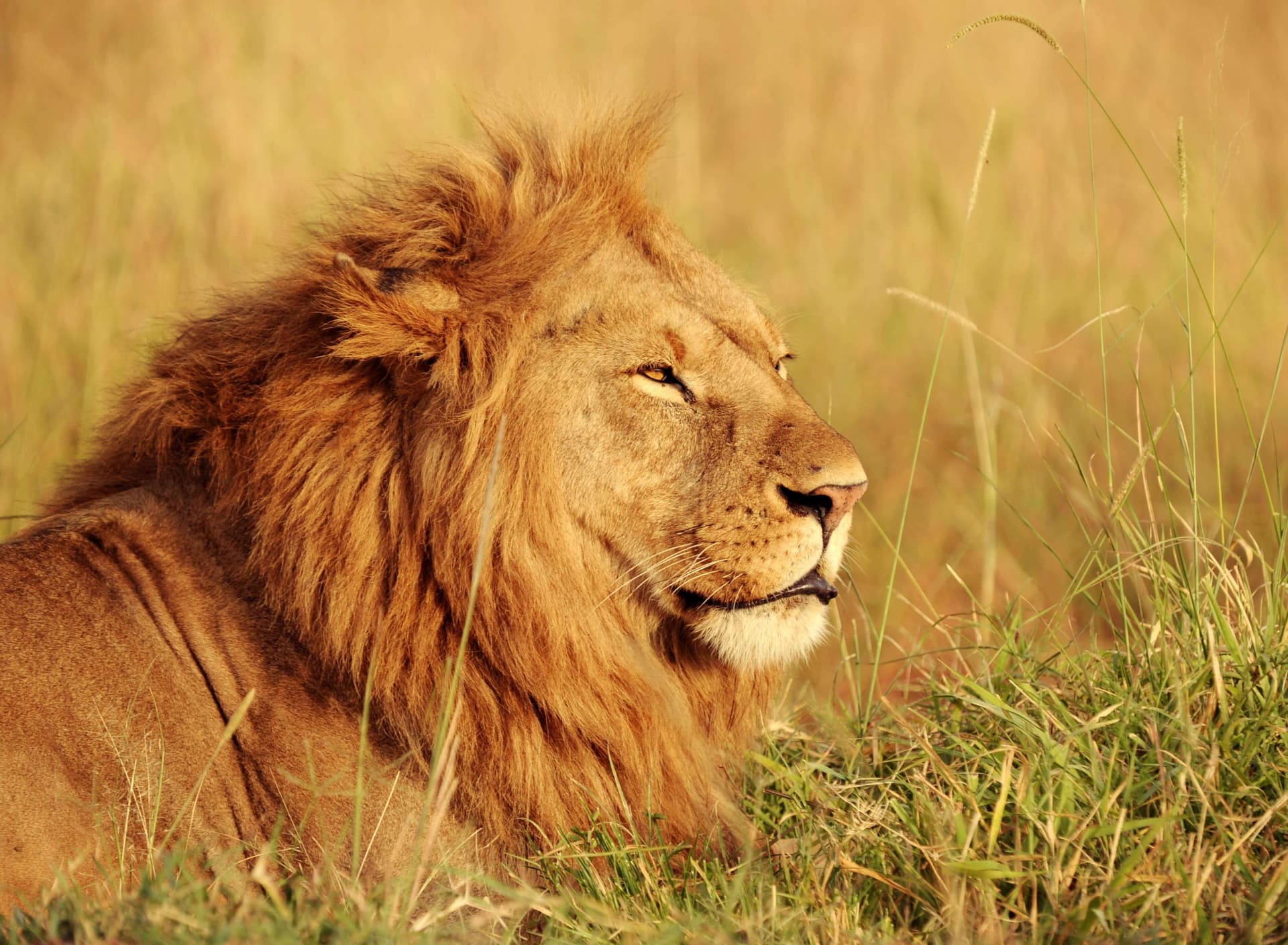 3-Day Maasai Mara Group Joining Safari from Nairobi