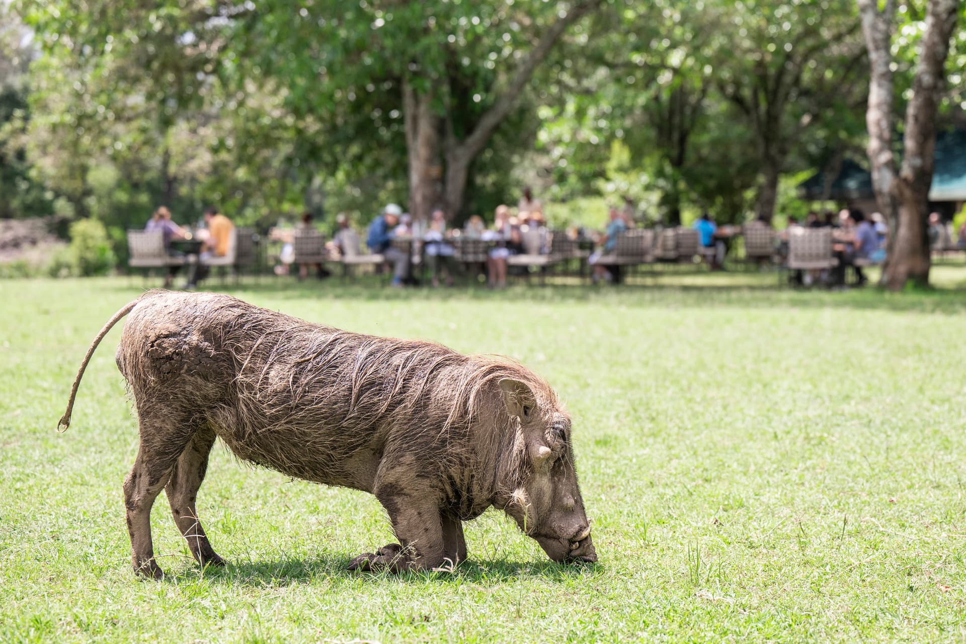 A warthog in Governor's Camp Maasai Mara.jpg