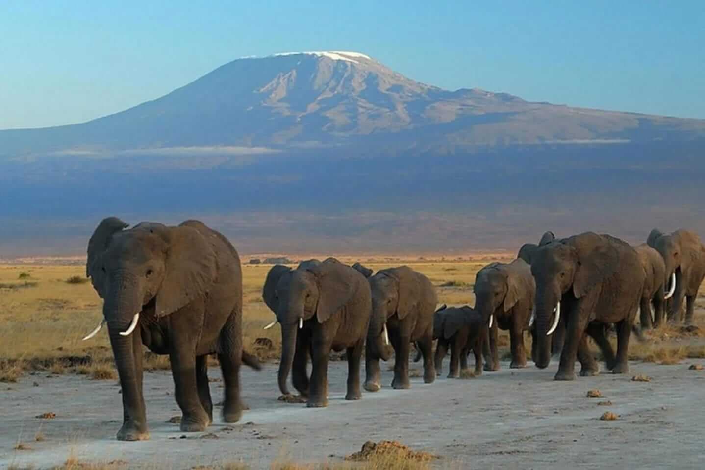 8-Day Fly-In Safari Kenya from Nairobi | Luxury Experience in Kilimanjaro, Lewa and the Mara