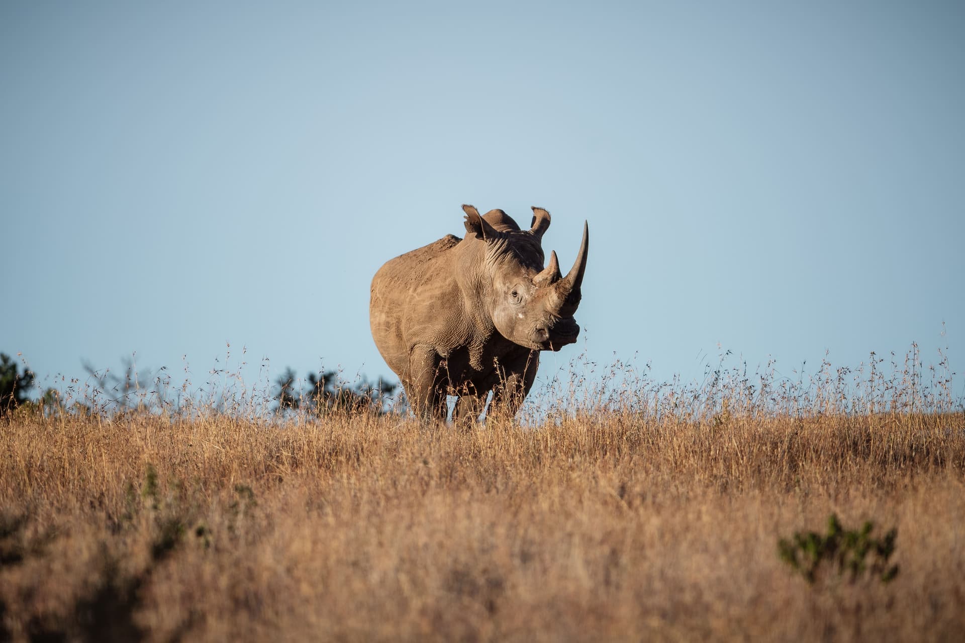 7-Day Private Flight Charter Kenya Safari from Nairobi | Samburu Riverbanks & Borana Rhino Country
