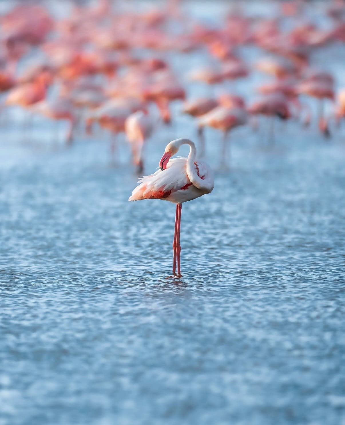 Activities in Lake Nakuru Safari in Kenya’s Great Rift Valley