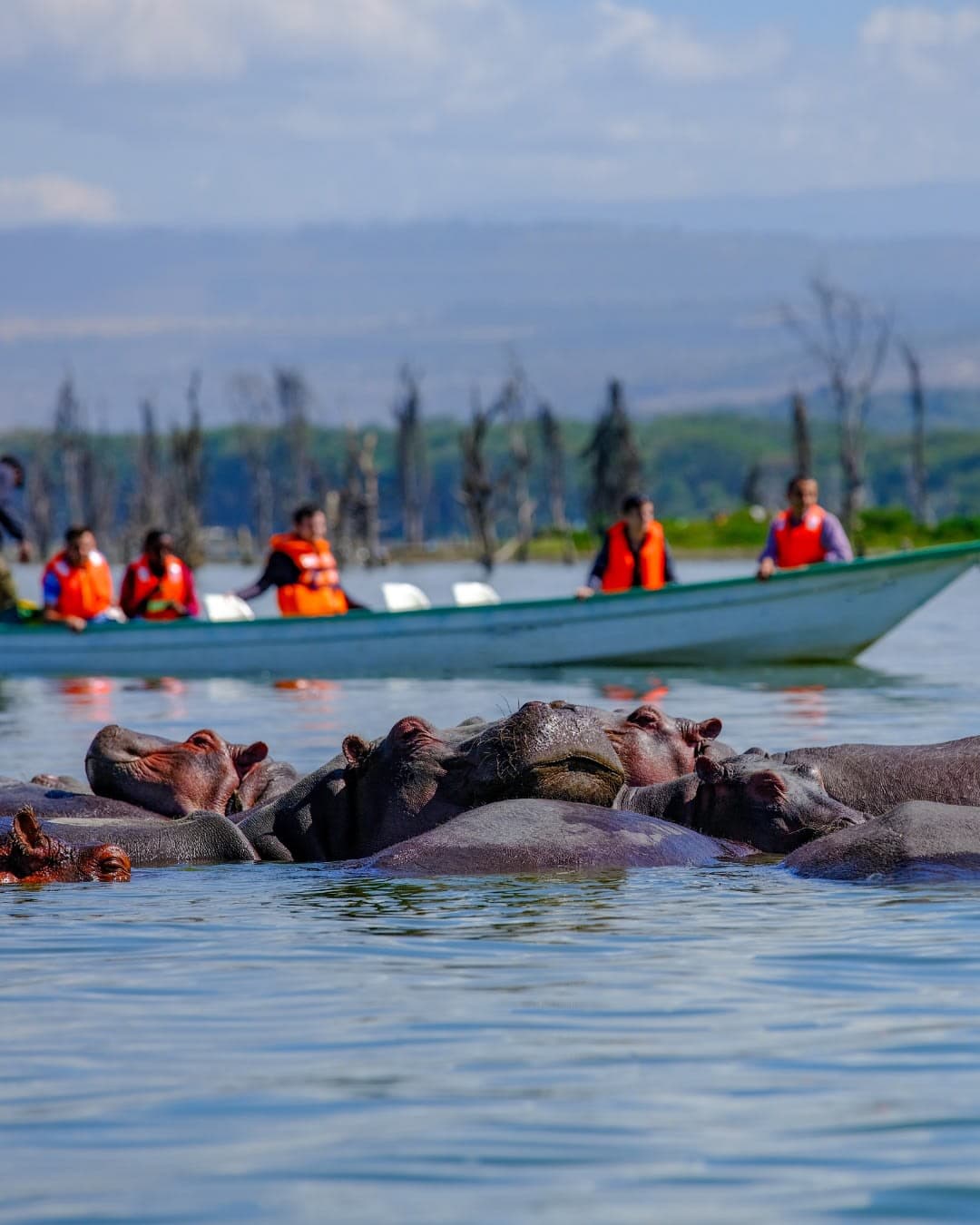Safari in Lake Naivasha Day Trip From Nairobi