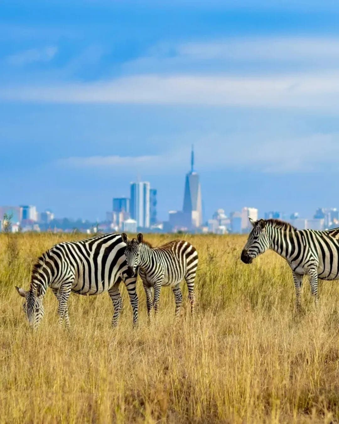 Safari in Nairobi National Park Group Tours