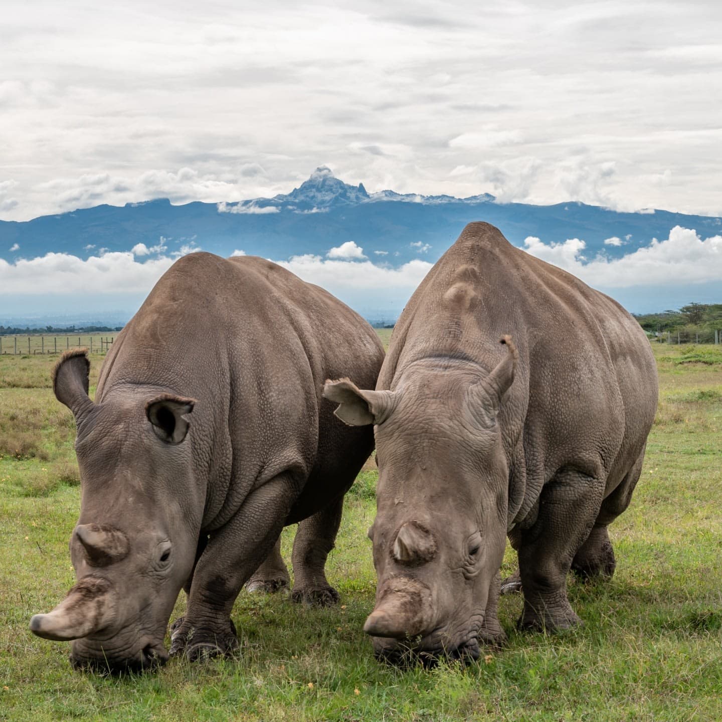 Safari in Ol Pejeta Conservancy, Nanyuki