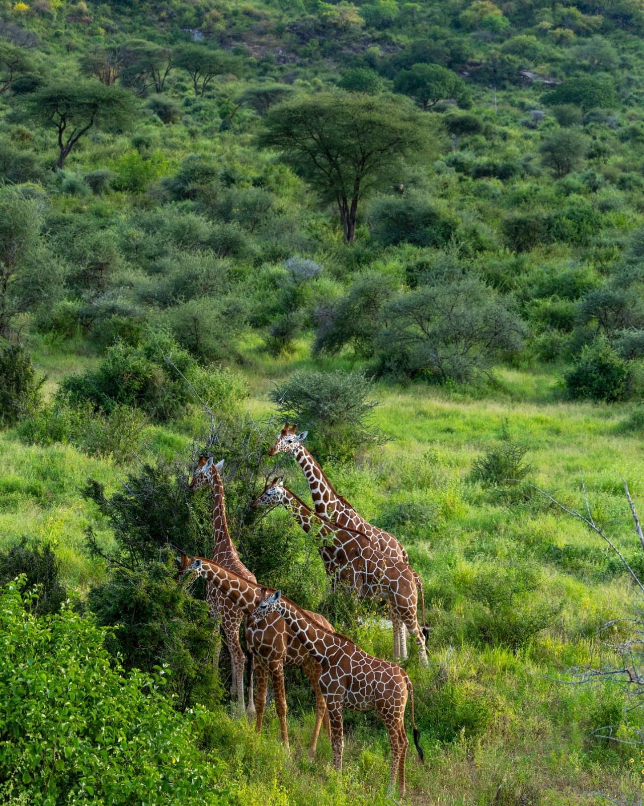 Activities in Northern Kenya Safaris