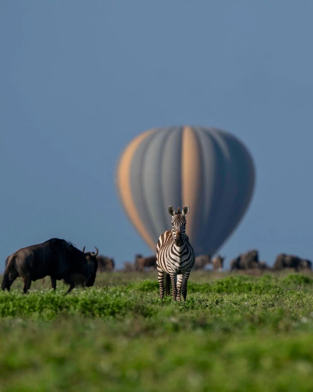 8-Day Kenya and Tanzania Private Charter Flight Safari