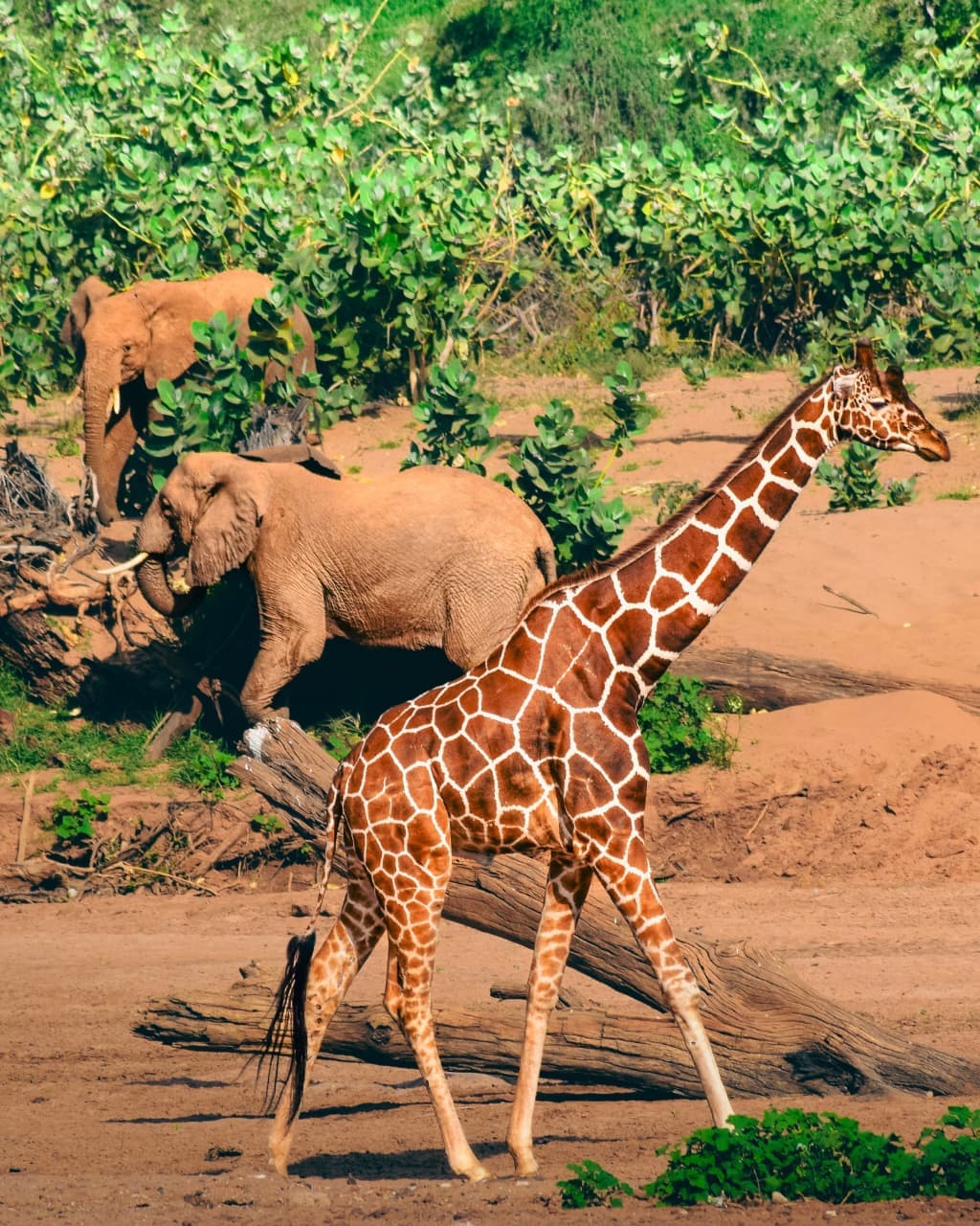 Samburu National Reserve