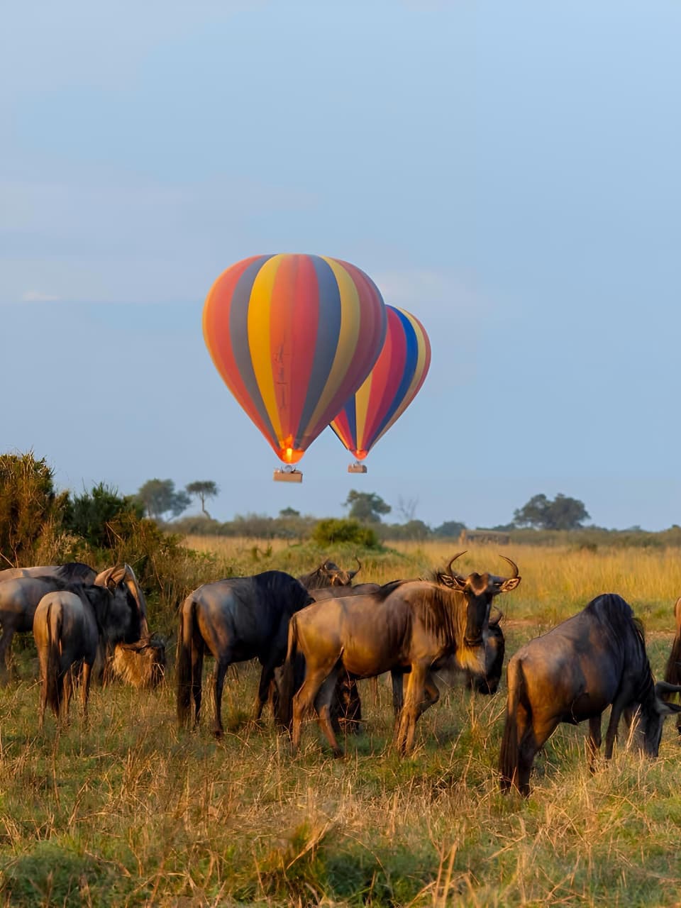 Maasai Mara National Reserve