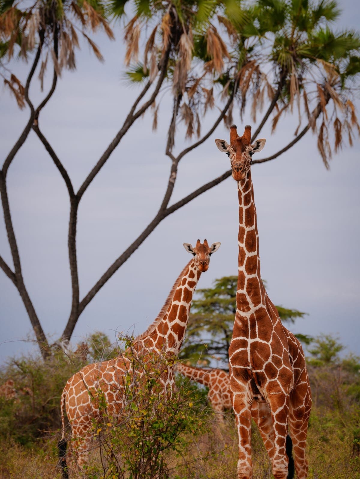 Meru National Park