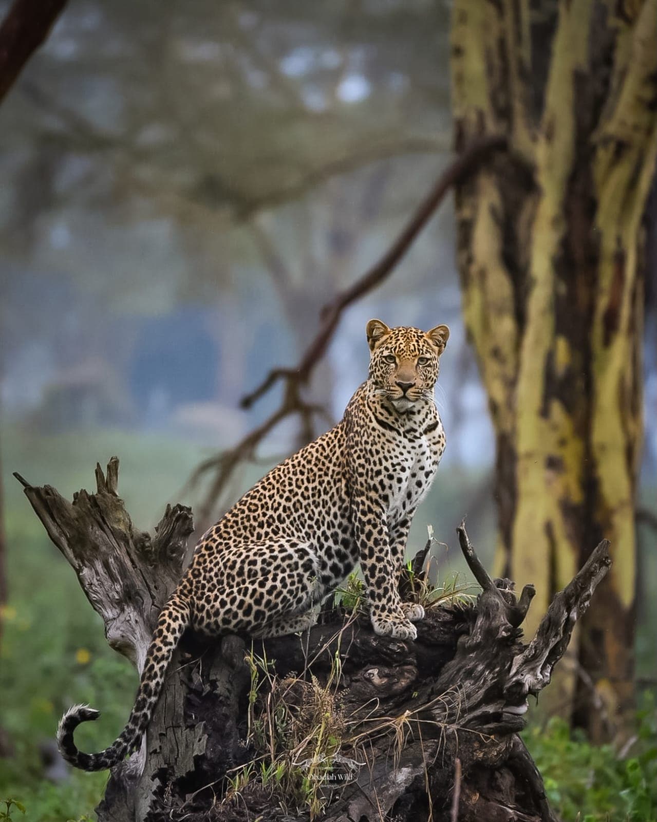 Lake Nakuru National Park