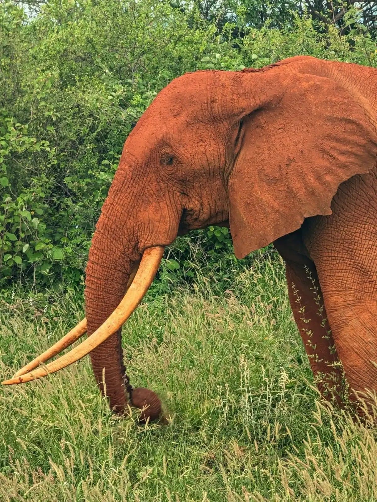 Tsavo East National Park